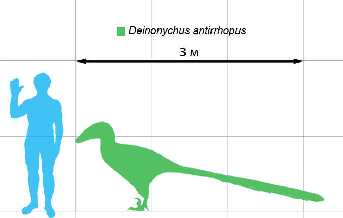 Deinonychus-scale-ru.png